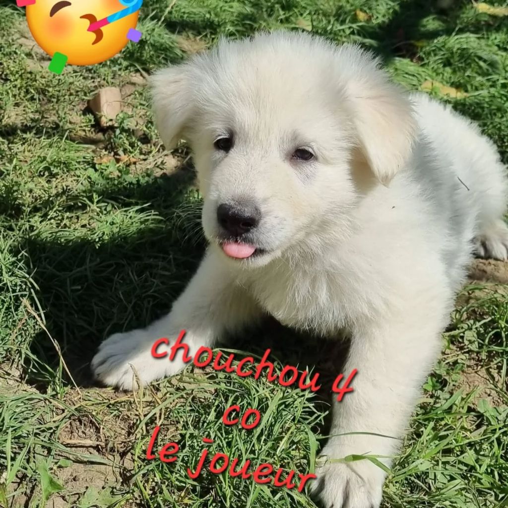 du clos de la gatteliere - Chiots disponibles - Berger Blanc Suisse