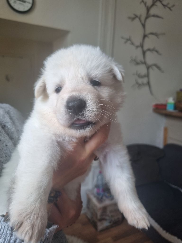 du clos de la gatteliere - Chiots disponibles - Berger Blanc Suisse
