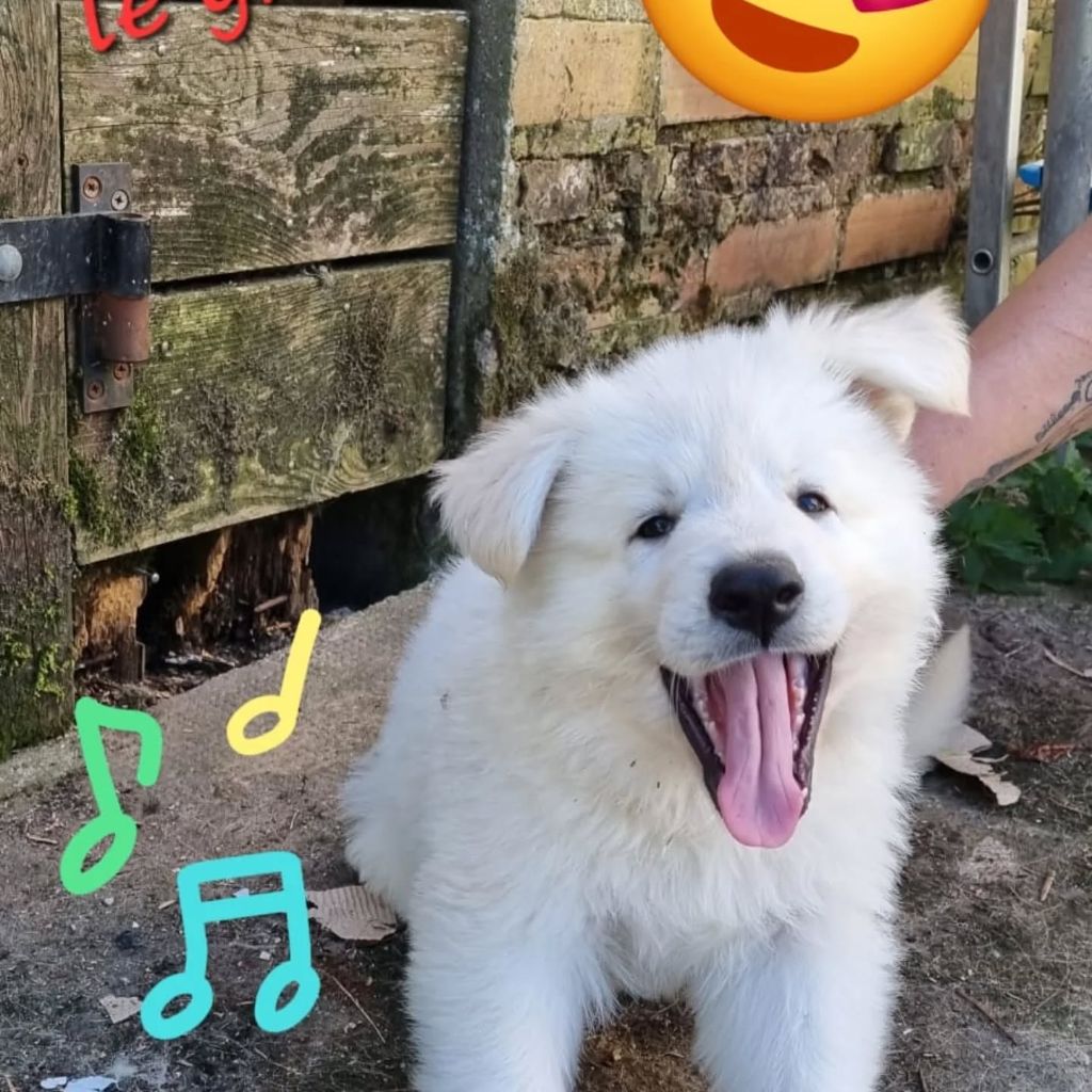 du clos de la gatteliere - Chiots disponibles - Berger Blanc Suisse