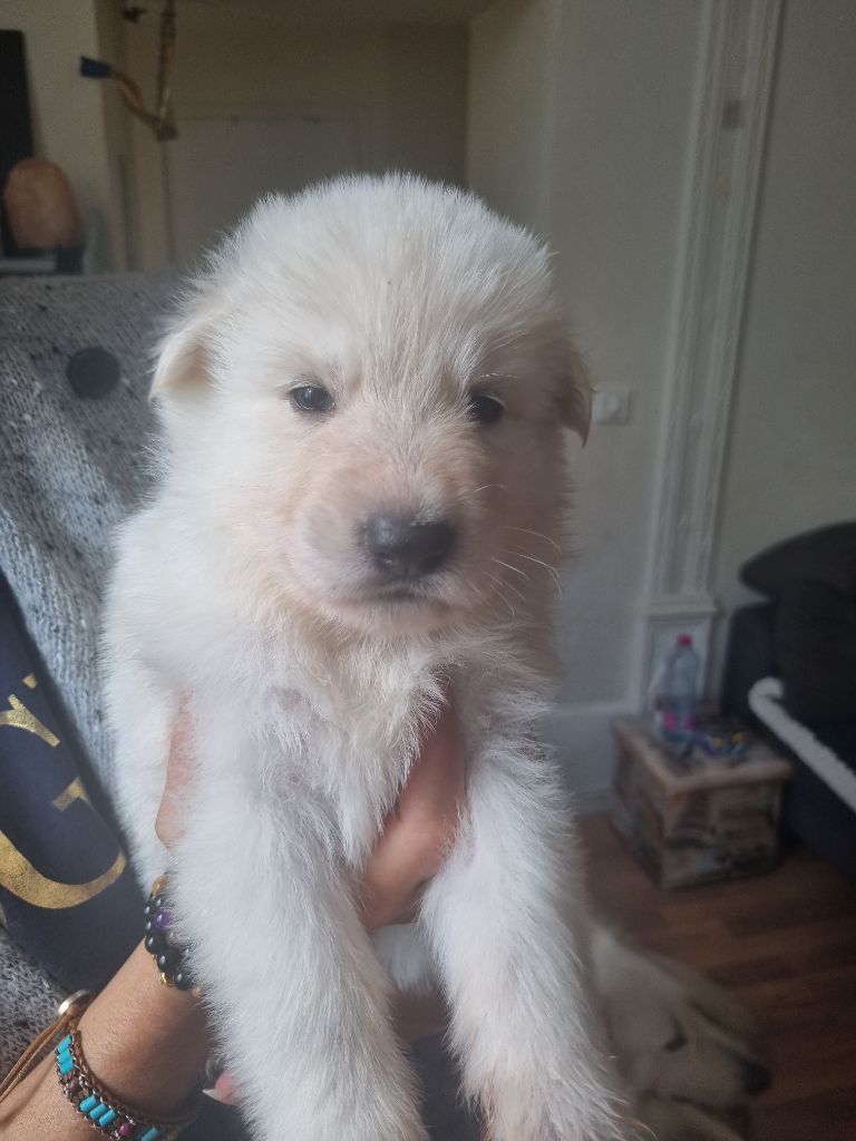du clos de la gatteliere - Chiots disponibles - Berger Blanc Suisse