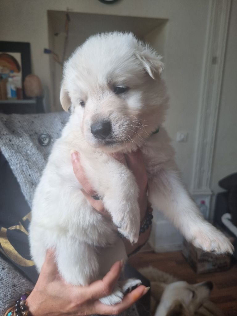 du clos de la gatteliere - Chiots disponibles - Berger Blanc Suisse