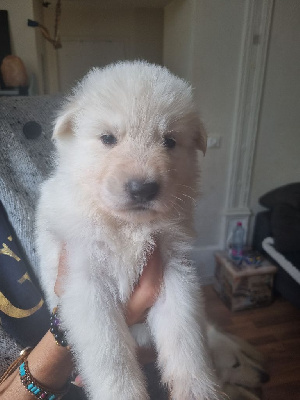 CHIOT 5