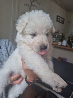 CHIOT 3