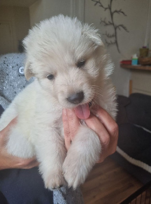 CHIOT 2