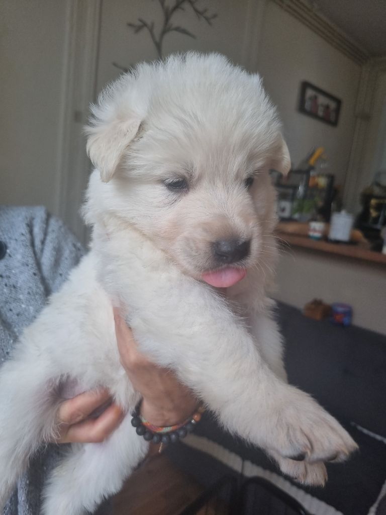 du clos de la gatteliere - Chiots disponibles - Berger Blanc Suisse