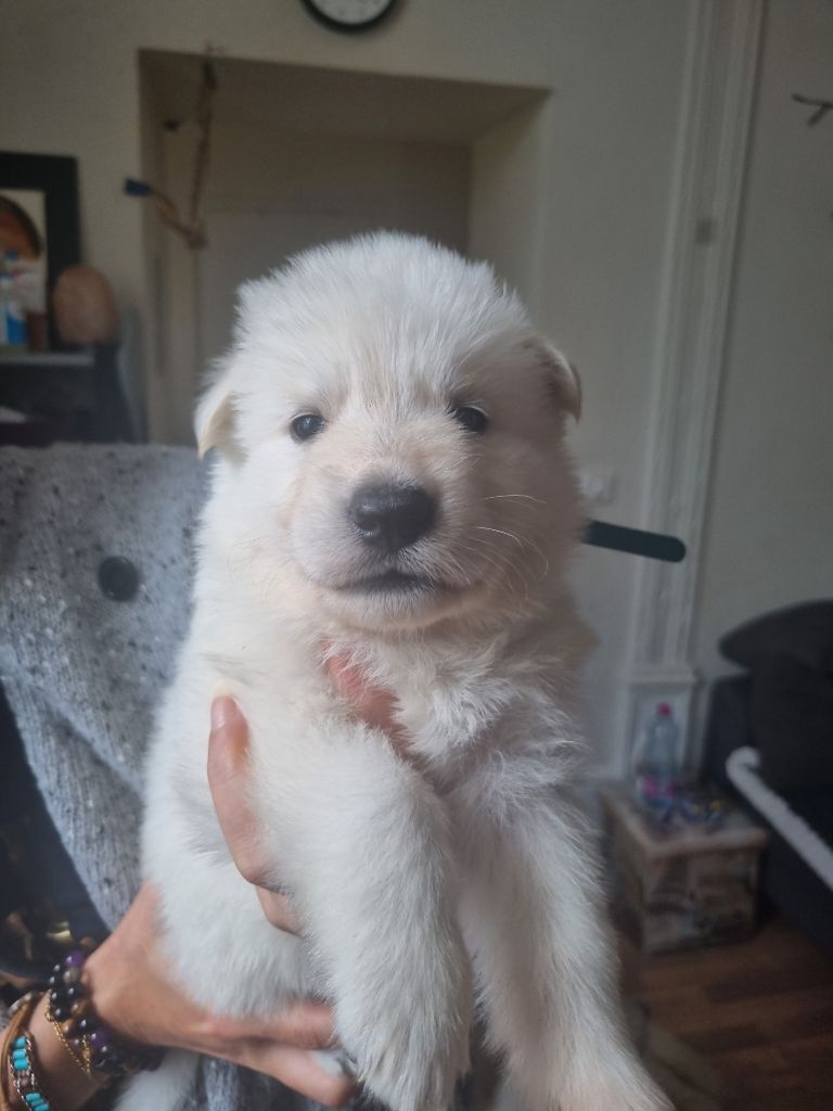 du clos de la gatteliere - Chiots disponibles - Berger Blanc Suisse