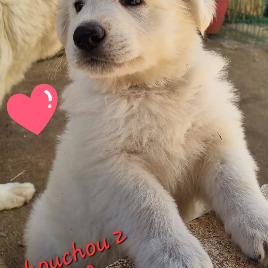 du clos de la gatteliere - Chiots disponibles - Berger Blanc Suisse
