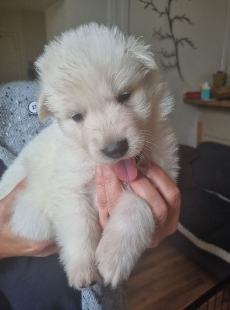 du clos de la gatteliere - Chiots disponibles - Berger Blanc Suisse
