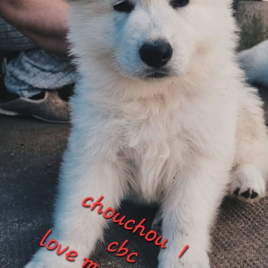 du clos de la gatteliere - Chiots disponibles - Berger Blanc Suisse